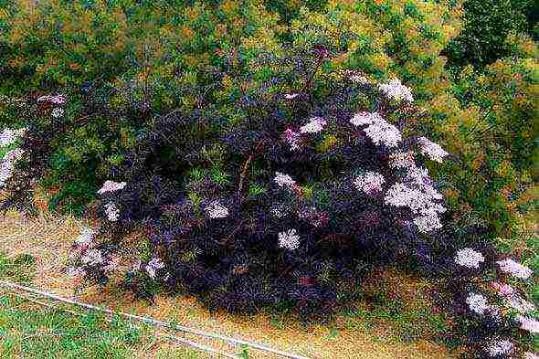 elderberry black care and planting and care in the open field