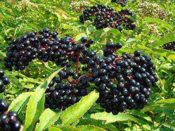 Elderberry black การดูแลและปลูกและดูแลในทุ่งโล่ง