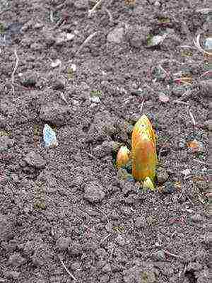 royal crown planting and care in the open field in the fall