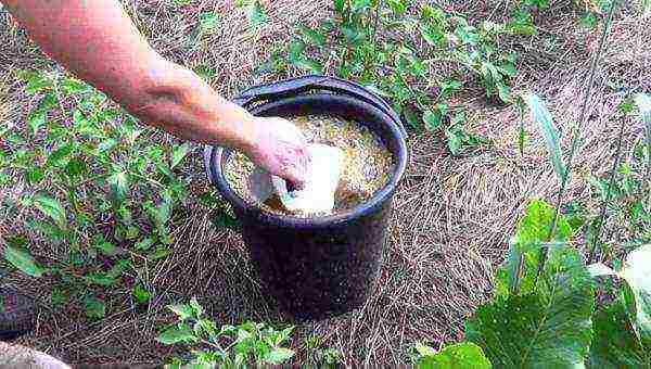 royal crown planting and care in the open field in the fall