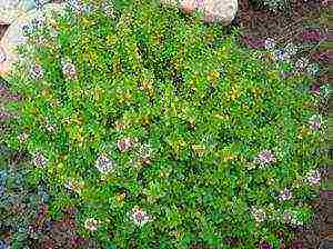 thyme planting and care in the open field near Moscow