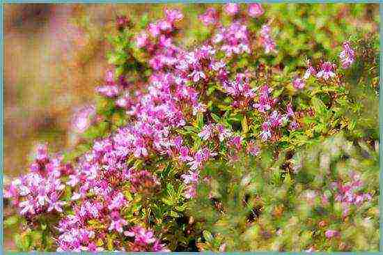 thyme planting and care in the open field near Moscow