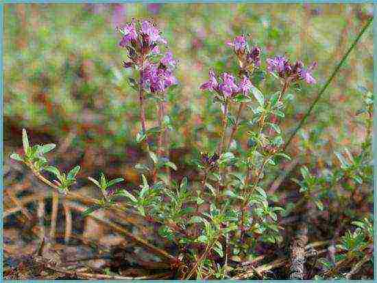 thyme planting and care in the open field near Moscow