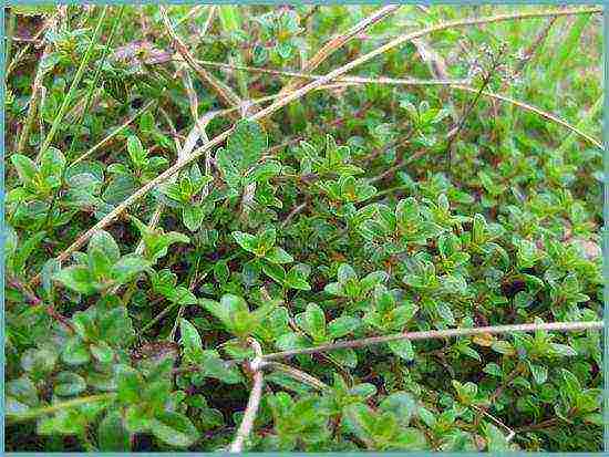 thyme planting and care in the open field near Moscow