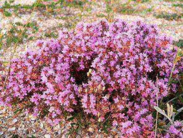 thyme planting and care in the open field near Moscow