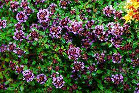 thyme planting and care in the open field near Moscow