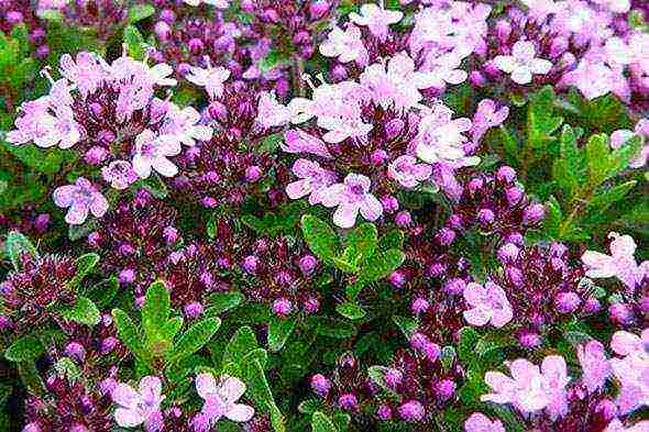 thyme planting and care in the open field near Moscow