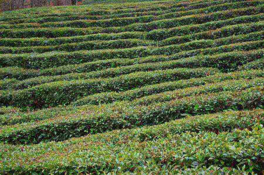 tea is grown in the Krasnodar Territory belorechensky