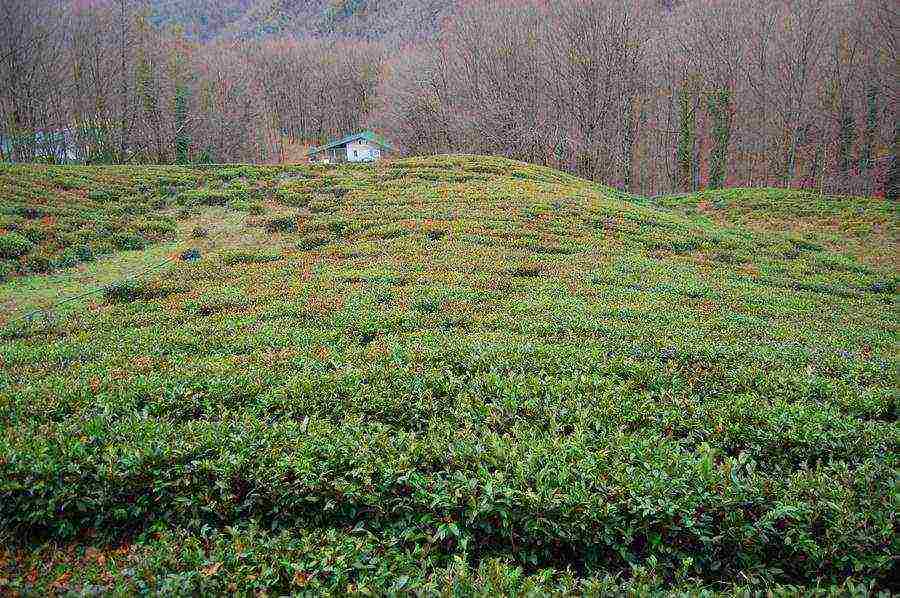 tea is grown in the Krasnodar Territory belorechensky