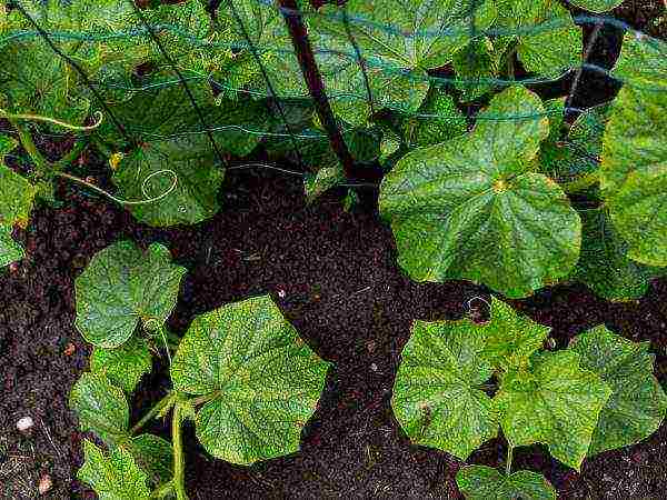 how to treat the soil before planting cucumbers in open ground