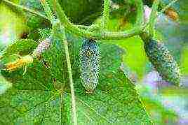 how to treat the soil before planting cucumbers in open ground