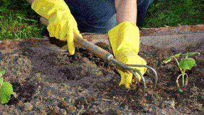 how to process the soil before planting cucumbers in open ground