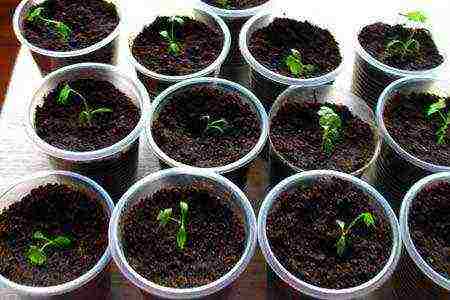 stalked celery planting and care in the open field