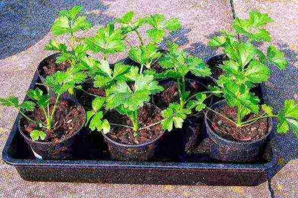 stalked celery planting and care in the open field