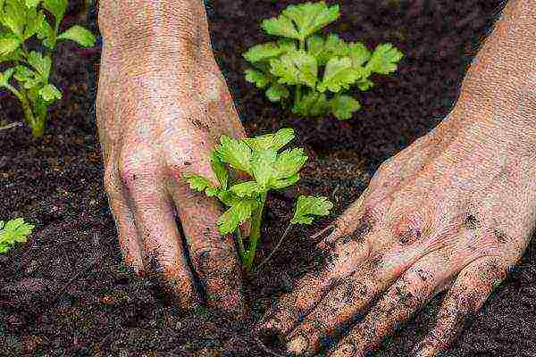 stalked celery planting and care in the open field