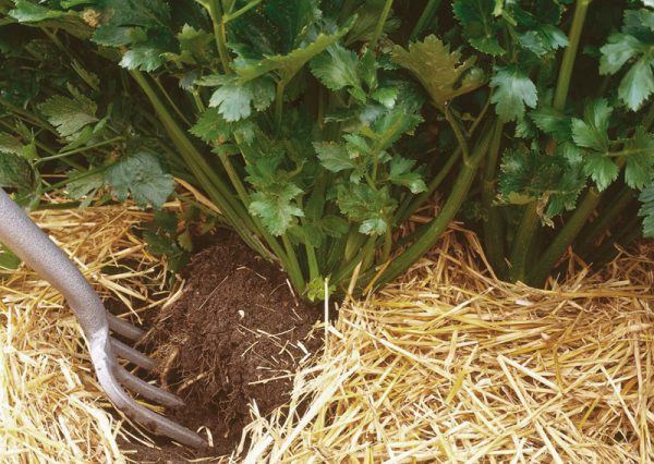 stalked celery planting and care in the open field