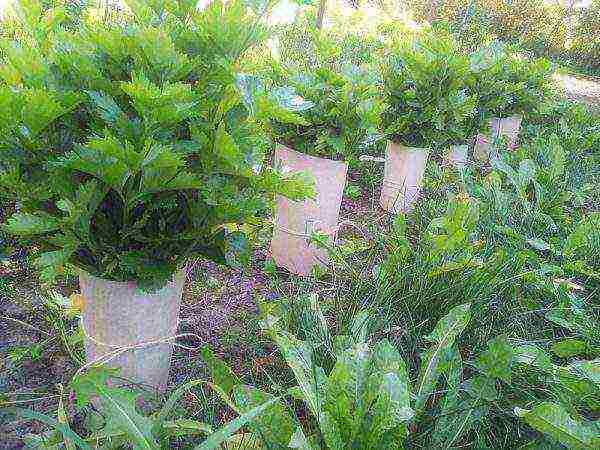 stalked celery planting and care in the open field