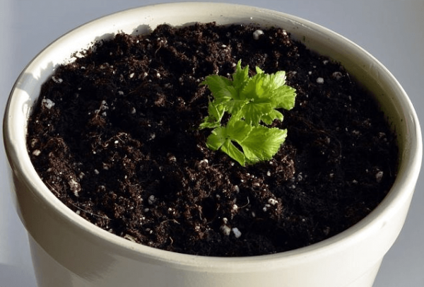 stalked celery planting and care in the open field