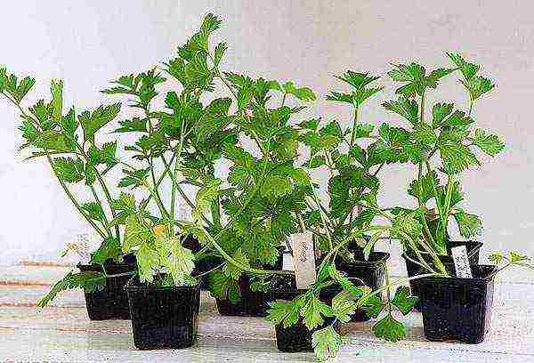 stalked celery planting and care in the open field