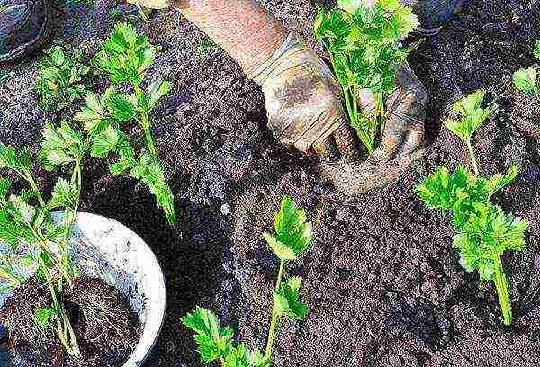 stalked celery planting and care in the open field