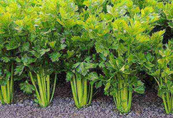 stalked celery planting and care in the open field