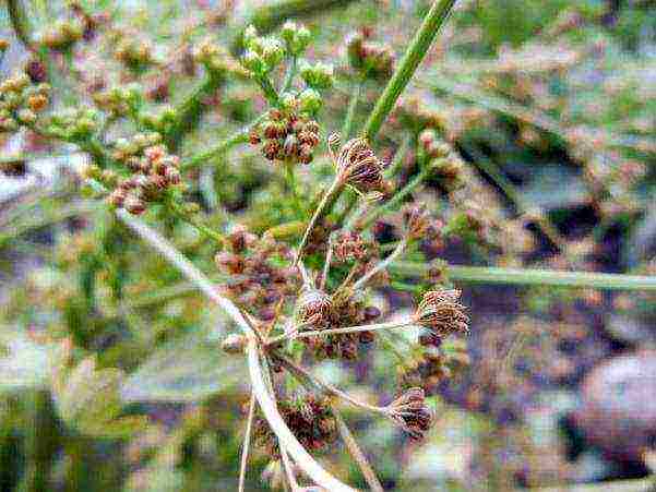 stalked celery planting and care in the open field