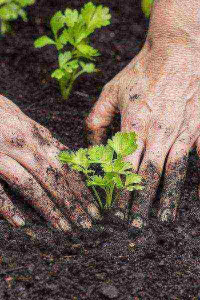 stalked celery planting and care in the open field