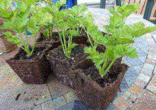 stalked celery planting and care in the open field