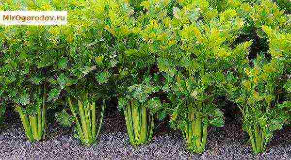 stalked celery planting and care in the open field