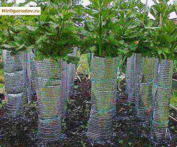 stalked celery planting and care in the open field