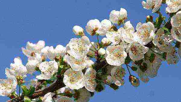 columnar cherry best varieties