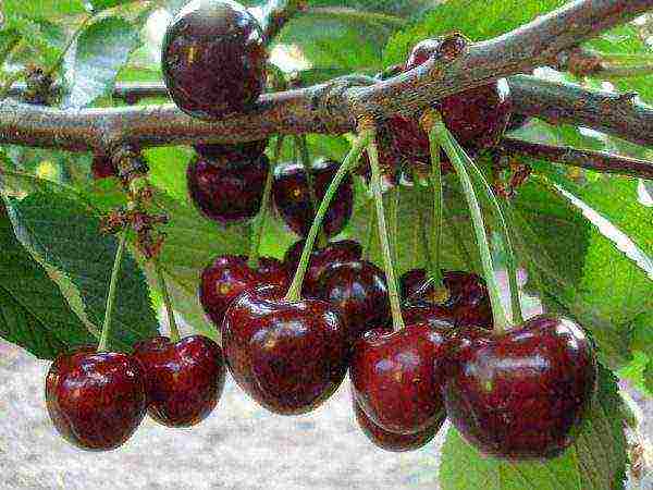 columnar cherry best varieties