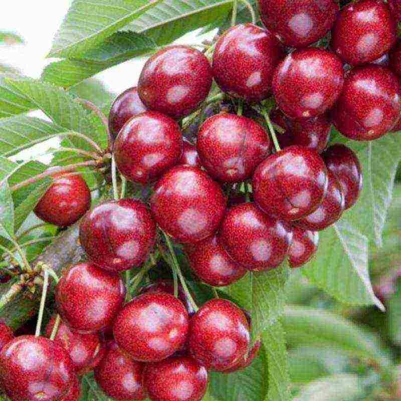 columnar cherry best varieties