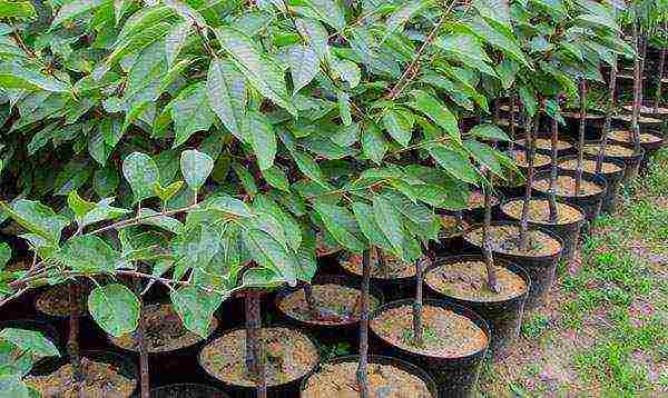 columnar cherry best varieties