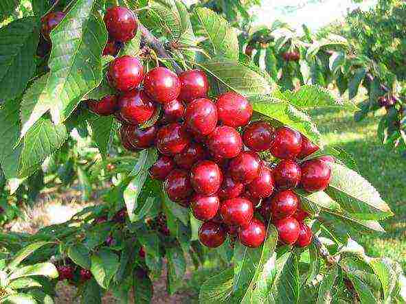 columnar cherry best varieties