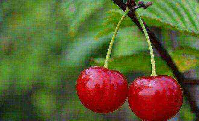 columnar cherry best varieties