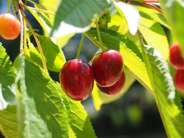 ang pinakamahusay na mayabong na mga cherry variety ay ang pinakamahusay