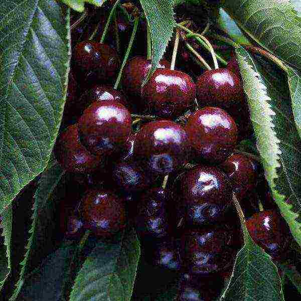 self-fertile cherry varieties are the best