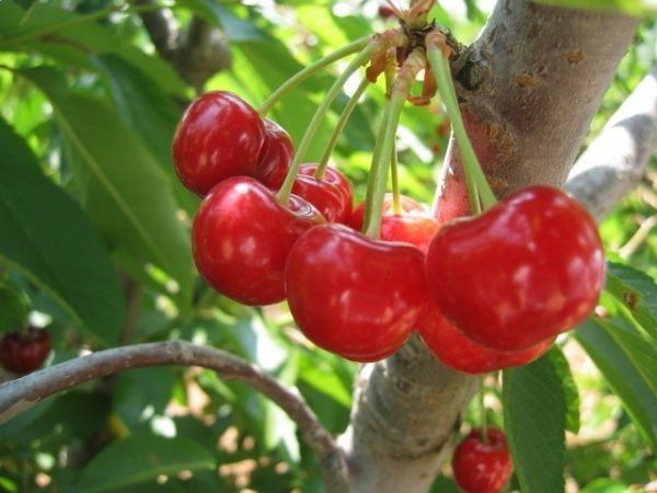 ang pinakamahusay na mayabong na mga cherry variety ay ang pinakamahusay