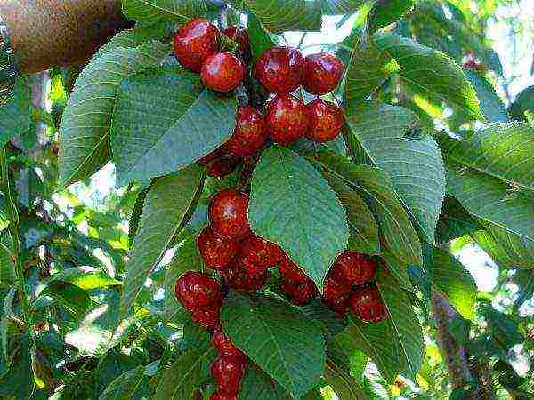 self-fertile cherry varieties are the best