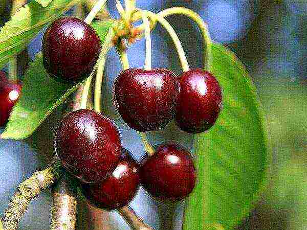 ang pinakamahusay na mayabong na mga cherry variety ay ang pinakamahusay