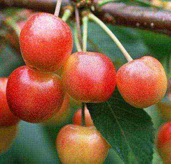 self-fertile cherry varieties are the best