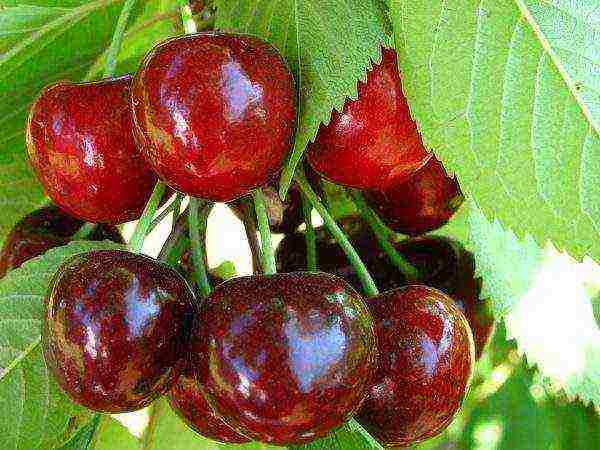 self-fertile cherry varieties are the best