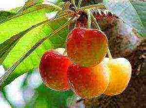 self-fertile cherry varieties are the best