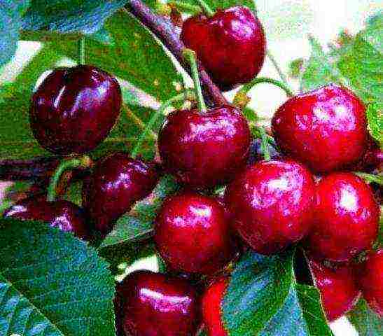 ang pinakamahusay na mayabong na mga cherry variety ay ang pinakamahusay