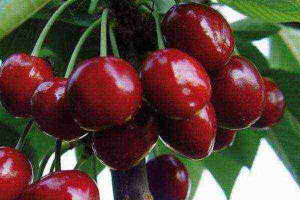 ang pinakamahusay na mayabong na mga cherry variety ay ang pinakamahusay