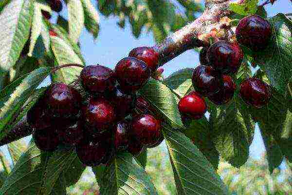 ang pinakamahusay na mayabong na mga cherry variety ay ang pinakamahusay