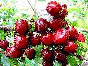 ang pinakamahusay na mayabong na mga cherry variety ay ang pinakamahusay