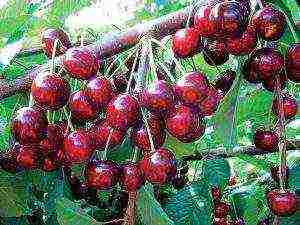 ang pinakamahusay na mayabong na mga cherry variety ay ang pinakamahusay