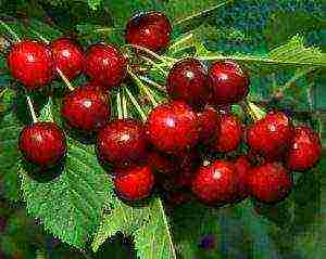 self-fertile cherry varieties are the best